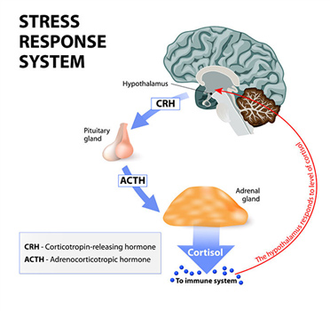 Stress Response System